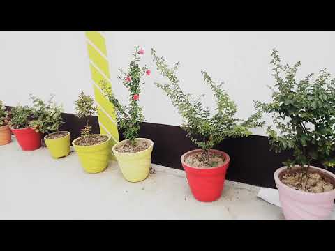 Knowing abot some flowers in Prapti's garden #My garden # Shaurya#Prapti channel ❤️😀👍🏻🙏🏻🙏🏻