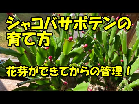 3つの重要なステップでクリスマスサボテンを復活させる方法!  庭園