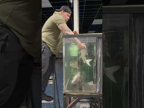 We Found Him Upside Down…