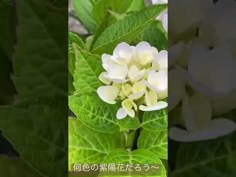  11月にアジサイを植えることはできますか？低木は寒さを恐れますか？  庭園