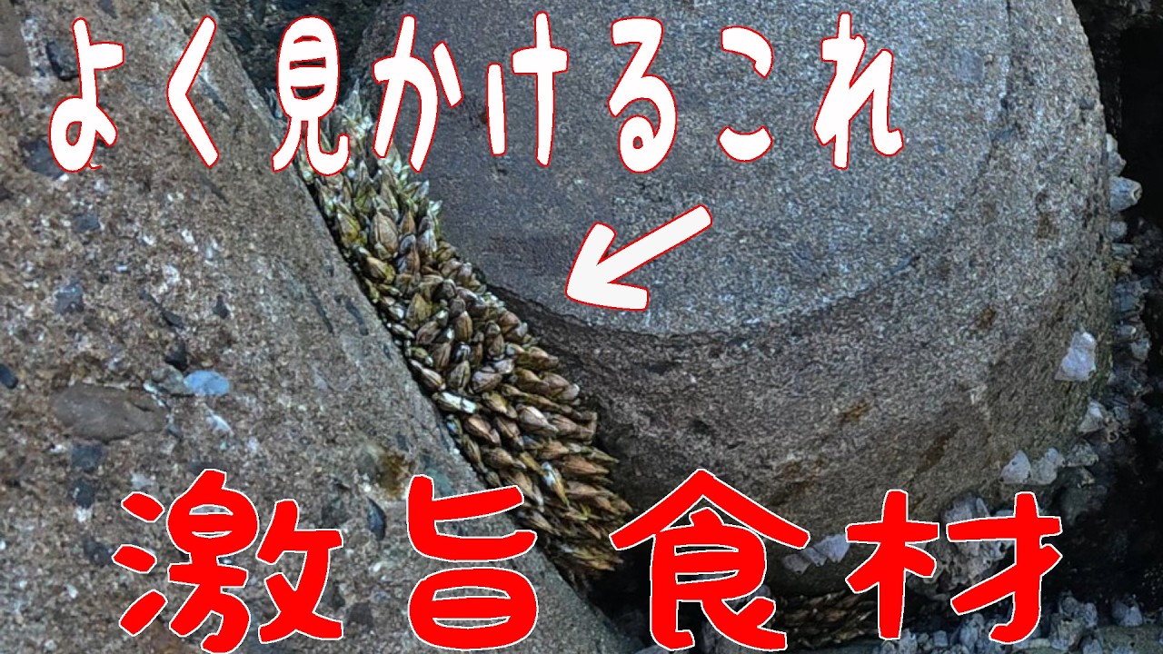 無料でとれる激ウマ潮干狩り！