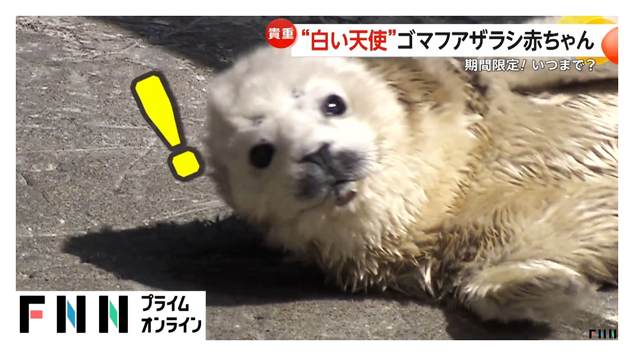 ゴマフアザラシの赤ちゃん誕生　“白い天使”は期間限定…生後2週間でゴマ模様に　大分市（2026年03月11日）