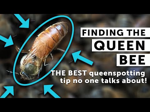 SPOT THE QUEEN BEE EVERY TIME: Secret to Finding the Queen EVERY Time