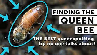 SPOT THE QUEEN BEE EVERY TIME: Secret to Finding the Queen EVERY Time