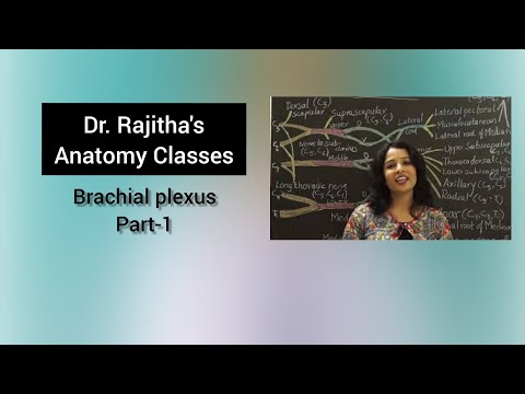 Brachial Plexus Anatomy by Dr. Rajitha Vanga