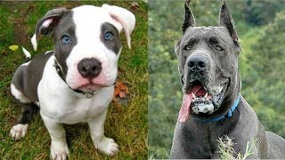Top 10 razas de perros mas vendidos en el mundo