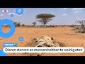 Honger en droogte in oosten van Afrika: 'Help ons!'