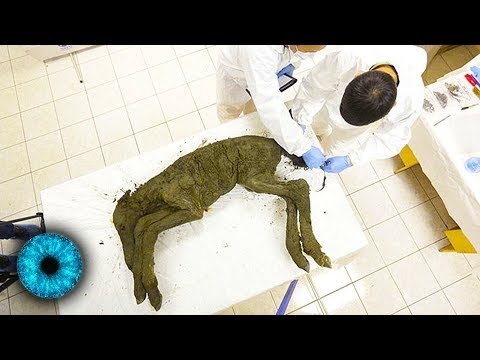 Klonen: 40.000 Jahre altes Fohlen soll wiedergeboren werden! - Clixoom Science &amp; Fiction