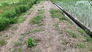 佐渡島行くことになったから調べた