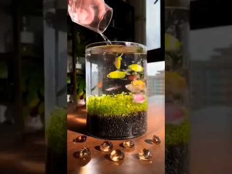 Which Fish Tank is WORSE?