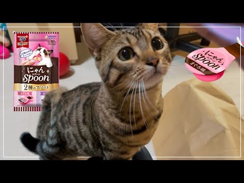 【Genetta】Kitten trying out a new treat【Munchkin / Bengal】