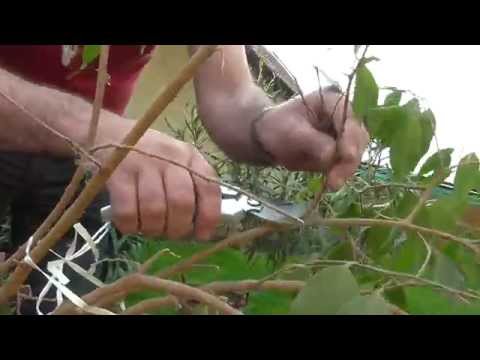 paraziták elleni ficus kezelése távolítsa el a papillómát Cseljabinszkban