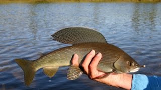 Рыбалка в усть каменогорске форум