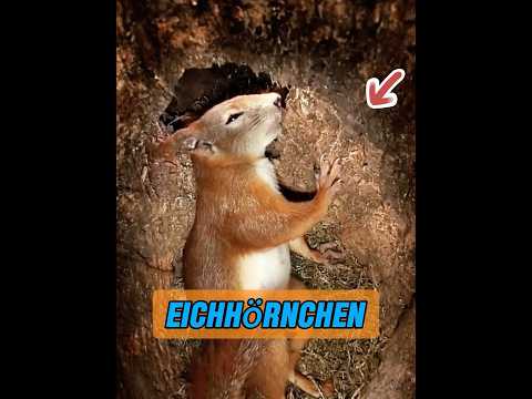 Gibt es bei Tieren auch Mutterliebe? #animaux #animal #animals