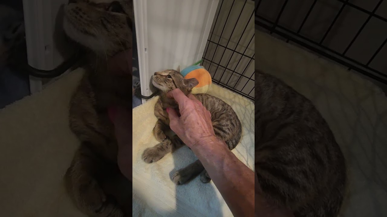 Yardley, a Adoptable Domestic Short Hair in Hampstead, NC video 5/5