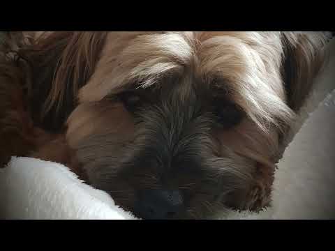 Holli The Sunshine - Halt dich an mir fest - Revolverheld V.S. Marta Jandova