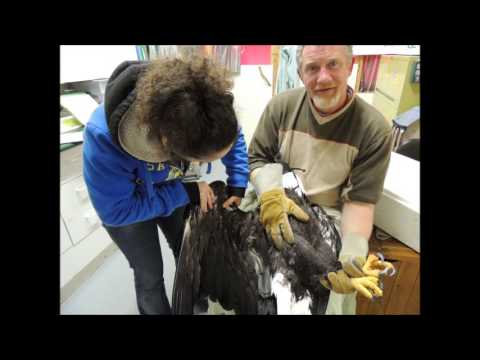 A Tale of Two Eagles