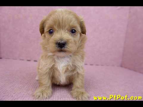 05/04馬爾泰迪 II 母幼犬