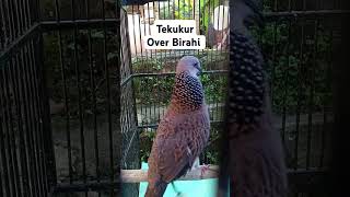 Download lagu Burung Tekukur Si Limbad Over Birahi pengen cocok tanam #tekukur #derkukur #tekukurindonesia mp3