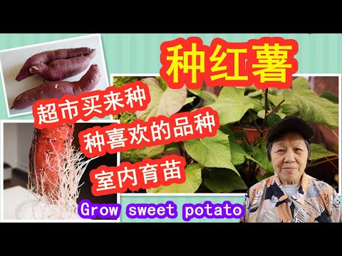, title : '如何种红薯(地瓜)，手把手教你种出自己喜欢的品种/Easiest way to grow sweet potato/ Mars Hydro (点CC看字幕English subtitles)'