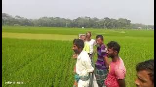 বাগেরহাট, শরণখোলা উপজেলায় 2023-24 অর্থ বছরে রেকর্ড পরিমান বোরো ধান চাষ