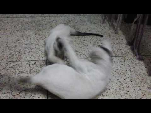 My cat fighting with another cat