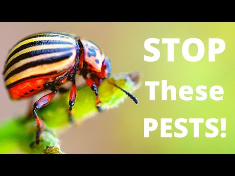 , title : 'Dealing With Potato Pests | Colorado Potato Beetle | Potato Tuber Moth | Leafminer Fly'