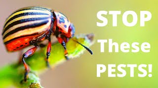 Dealing With Potato Pests | Colorado Potato Beetle | Potato Tuber Moth | Leafminer Fly