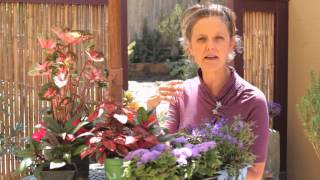 How to Make a Nice, Colorful Flower Garden : Beautiful Gardens &amp; Plant Care