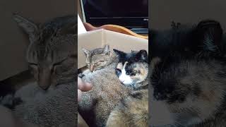 何も起きない。ただ野良猫が寝ているだけ。 #猫 #shorts