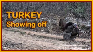 ZOOMIES - Trail Cam Tuesday - May 13, 2025