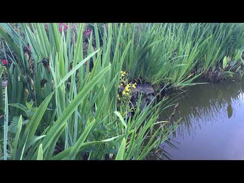 Die Bachblüte Mimulus