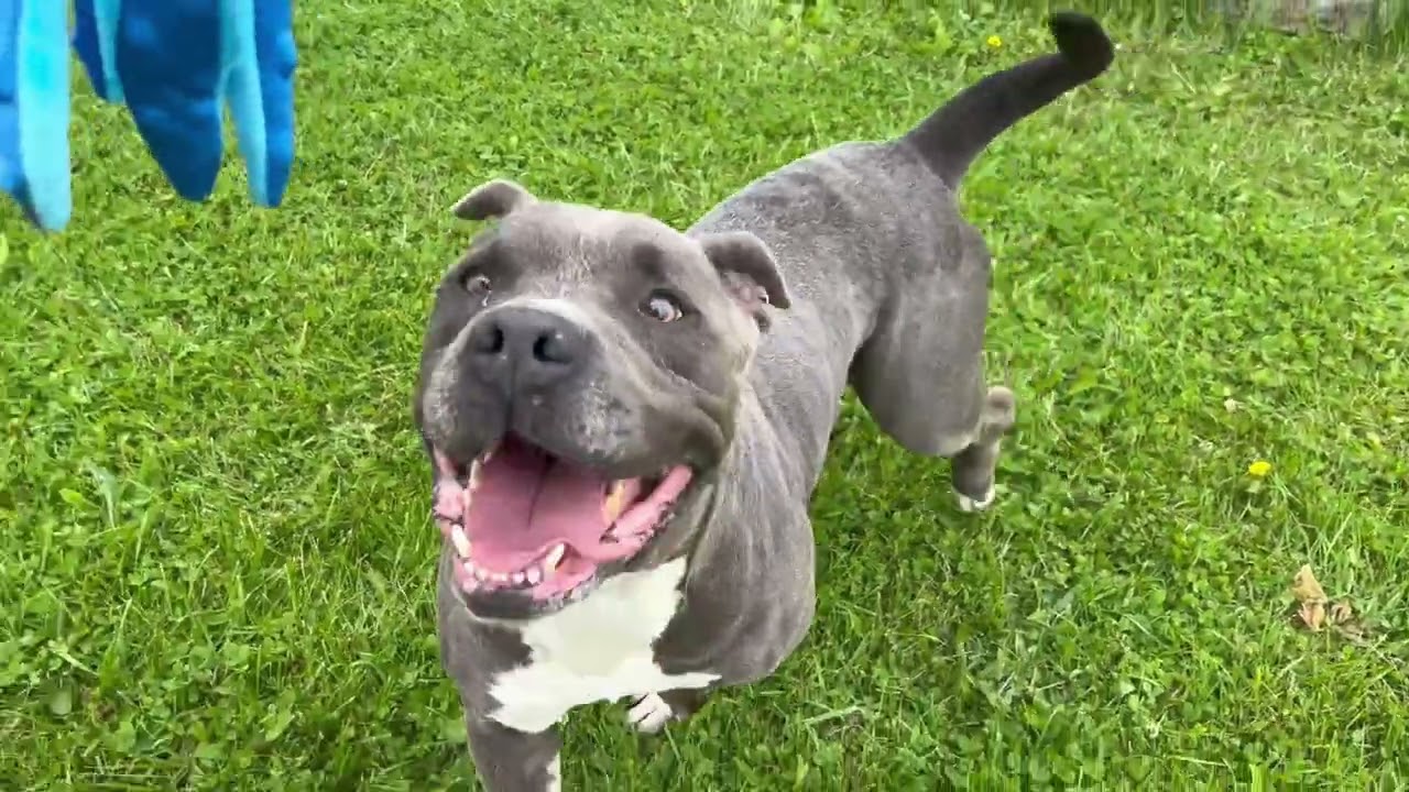 Griffin, a Adoptable mixed breed in Hartford City, IN video 6/6