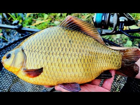 Method feeder w listopadzie nadal działa! Złote karasie i leszcz