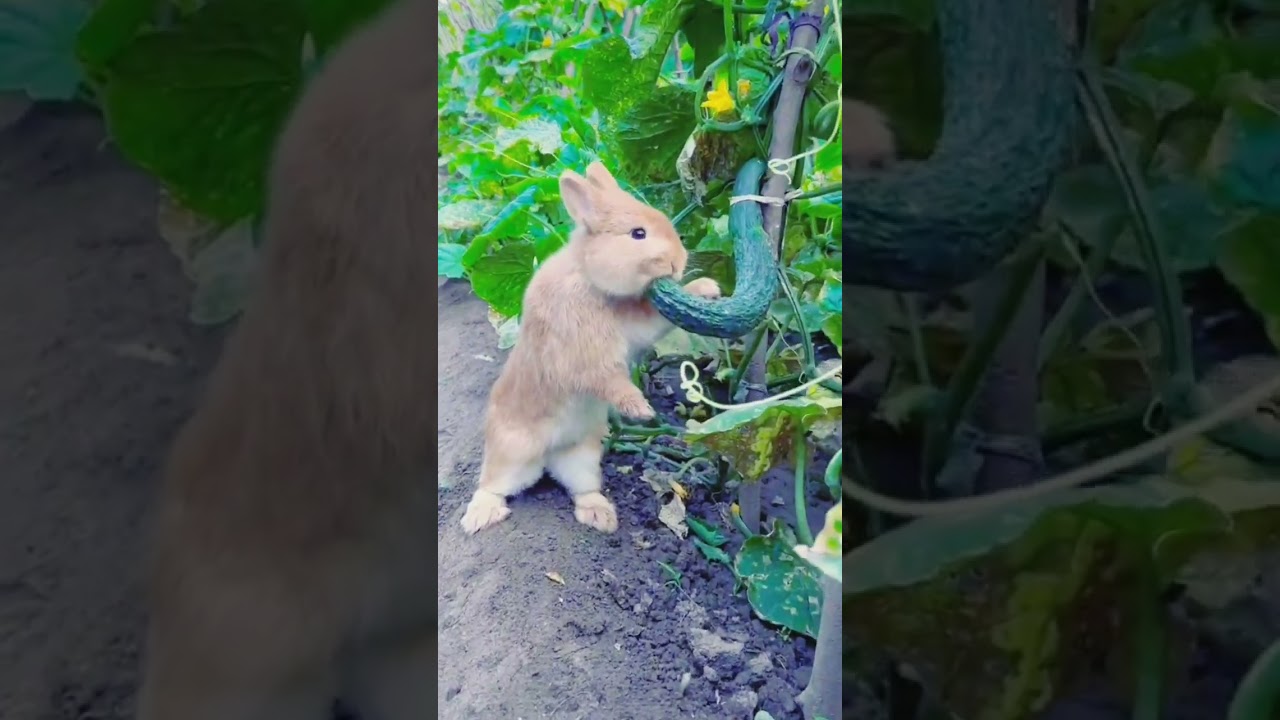 Rabbit eating cucumber.