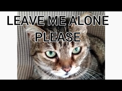 Annoyed Bobtail Cat