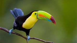 Climate change already forcing world's birds towards poles