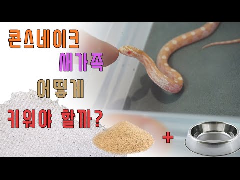 , title : '초보자를 위한 콘스네이크 기본 사육세팅법!(How to set for baby corn snake cage.)'