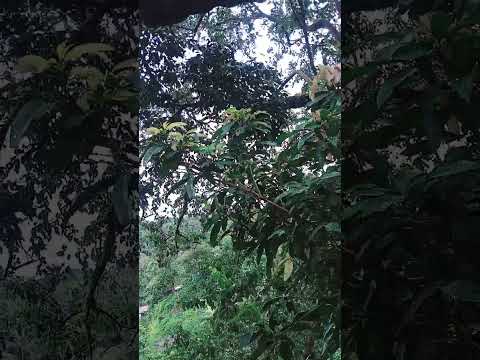 Sounds of nature🥰@marifedampios9512