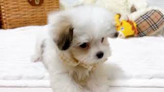 ハーフ犬の動画02