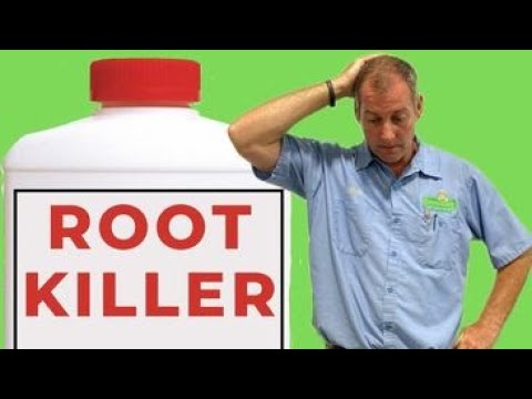 Does Root Killer work?  -  Let's find out