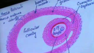 Dr Gehan Drawing (2) 30-4-2014