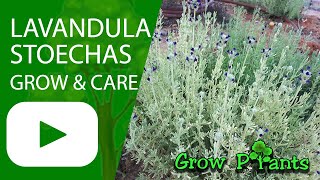 Lavandula stoechas – grow & care (French lavender)