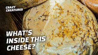 Eating the World’s Most Dangerous Maggot Cheese