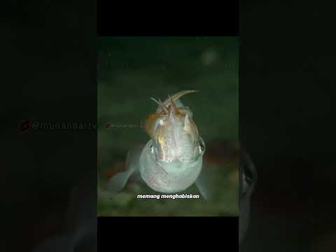 Bencana Cumi Cumi #faktaunik #munandartv #fishing