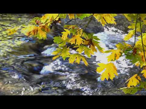 Relaxing River Sounds | 20 Minutes of Peaceful Nature Music for Studying, Sleeping, Meditation