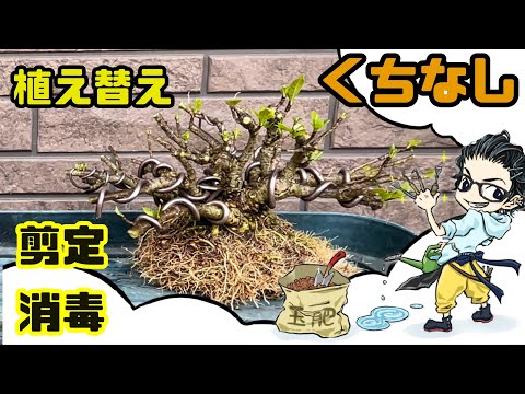 クチナシの剪定時期と方法は？プロセス全体は 4 つのステップで完了  庭園