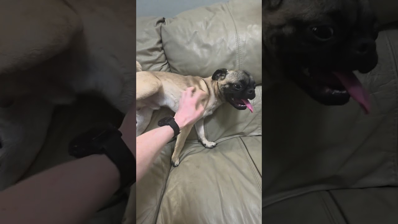 Enlarge Rocko, a Adoptable mixed breed in philadelphia, PA video 6/6