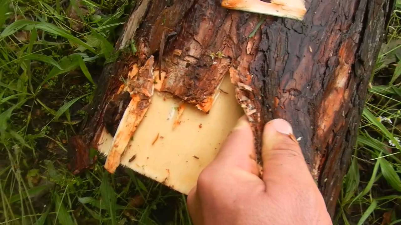 EWLS - Food - Pine Bark (Cambium Layer) - YouTube