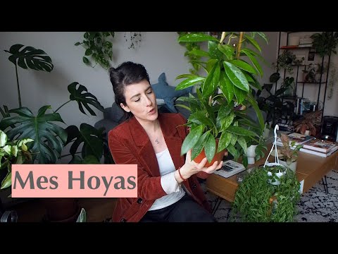 , title : 'Les Hoyas - Entretien & Collection'